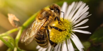 Con residuos de cebolla, investigadores argentinos producen fertilizantes orgánicos