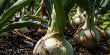 Con residuos de cebolla, investigadores argentinos producen fertilizantes orgánicos