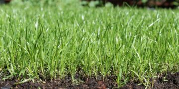 Europa impulsa el etiquetado digital de fertilizantes y bioestimulantes