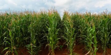 Europa impulsa el etiquetado digital de fertilizantes y bioestimulantes