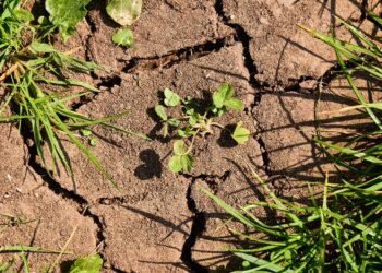 La sequía aumenta el riesgo de inseguridad alimentaria para la infancia