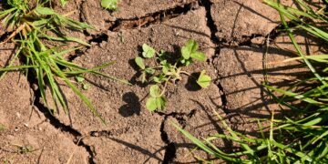 La sequía aumenta el riesgo de inseguridad alimentaria para la infancia
