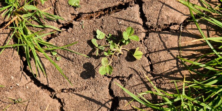 La sequía aumenta el riesgo de inseguridad alimentaria para la infancia