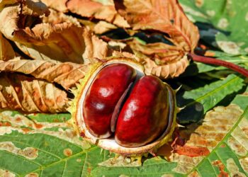 Autoridades analizan incluir en etiquetado del aceite de oliva sus beneficios para la salud