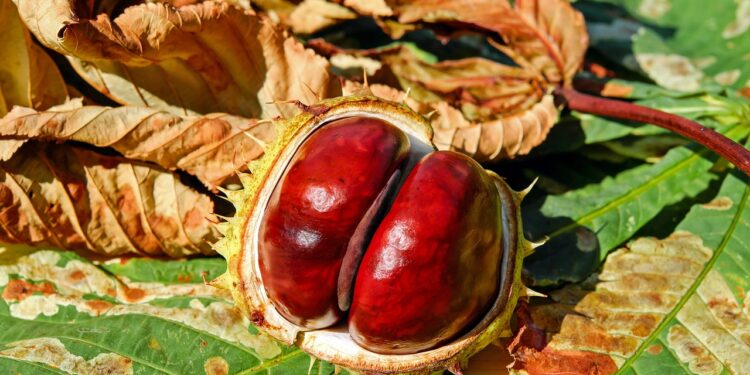 Autoridades analizan incluir en etiquetado del aceite de oliva sus beneficios para la salud