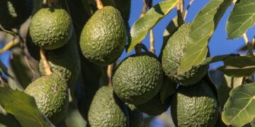 Estados Unidos suspende importaciones de aguacate michoacano