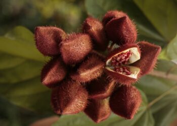 Estudian potencial farmacológico de semillas de achiote