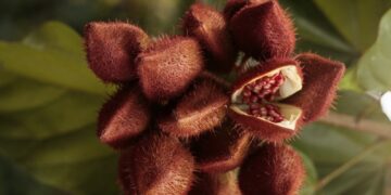 Estudian potencial farmacológico de semillas de achiote