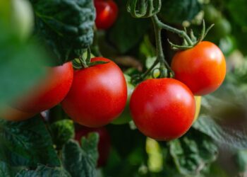 Gobierno de EEUU levanta restricciones por virus rugoso a importaciones de tomate mexicano