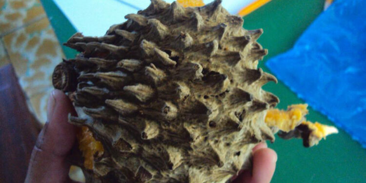 Alianza internacional busca producción sostenible de caña de azúcar