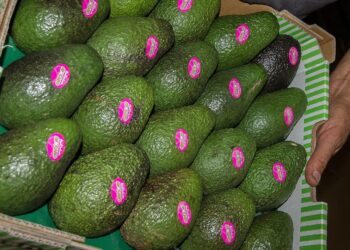 Michoacán reanuda exportaciones de aguacate y mango, bajo ciertas condiciones