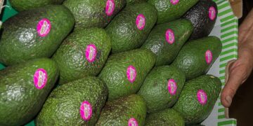 Michoacán reanuda exportaciones de aguacate y mango, bajo ciertas condiciones