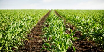 Anuncian el IICA y la Sader estrategia sectorial de bioeconomía para México