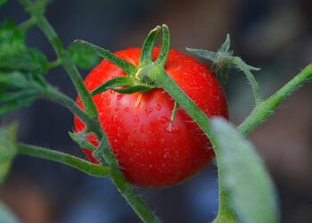 Lombrices: medidores de la salud del suelo
