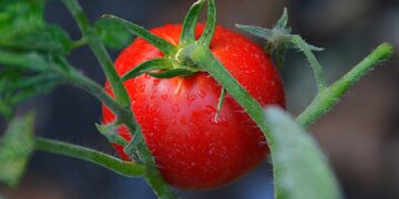 Lombrices: medidores de la salud del suelo