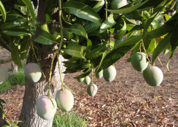 Demanda de orgánicos impulsa al mercado del kiwi