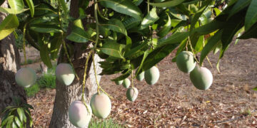 Demanda de orgánicos impulsa al mercado del kiwi