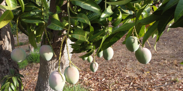 Demanda de orgánicos impulsa al mercado del kiwi