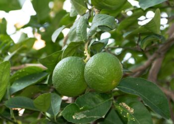 Recuperar la producción de berries, reto del sector: Aneberries