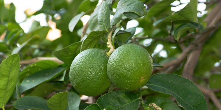 Recuperar la producción de berries, reto del sector: Aneberries