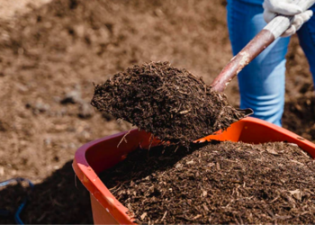 Hongos son materia prima para convertir residuos en fertilizantes