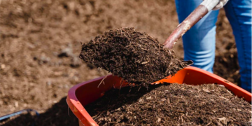 Hongos son materia prima para convertir residuos en fertilizantes