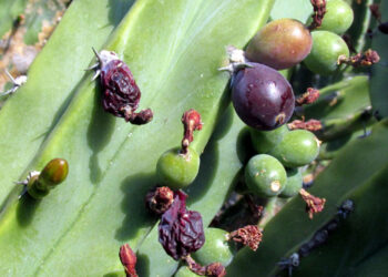 Lombrices: medidores de la salud del suelo