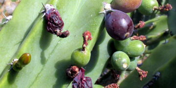 Lombrices: medidores de la salud del suelo