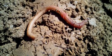 Lombrices: medidores de la salud del suelo