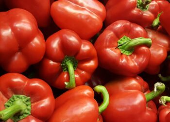 Utopía: innovador proyecto de agricultura orgánica en la UABCS