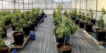 Startup israelí diseña una plataforma que evita la “sobredosis” de fertilizante