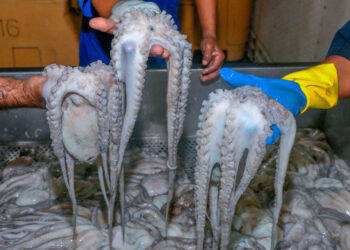 Pulpo Maya recibe indicación geográfica protegida