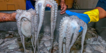 Pulpo Maya recibe indicación geográfica protegida