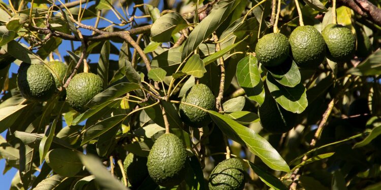 Enfermedades del cultivo de aguacate