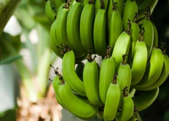 La Alianza Global busca apoyo del Banco Mundial para proteger al sector bananero