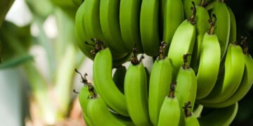 La Alianza Global busca apoyo del Banco Mundial para proteger al sector bananero