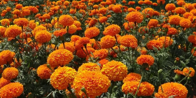 Estudian potencial agrícola e industrial de carotenoides en el cempasúchil