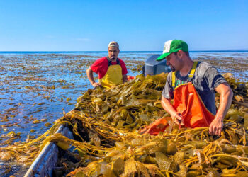 El Método AP: estrategia y liderazgo en bioestimulación vegetal