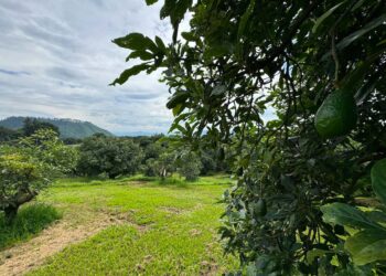 Control biorracional: el respeto por las diferentes formas de vida