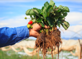 El futuro es orgánico