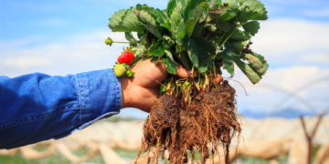 El futuro es orgánico