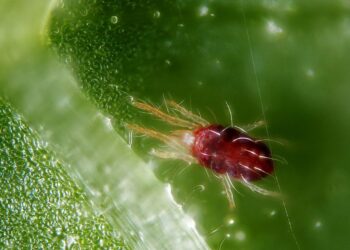 Nuevos plaguicidas ecológicos contra la araña roja