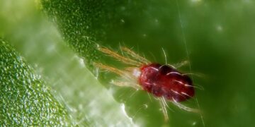 Nuevos plaguicidas ecológicos contra la araña roja