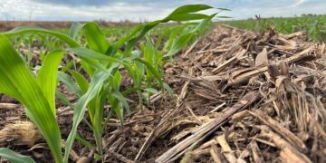 Regenerar los suelos, clave para la seguridad alimentaria