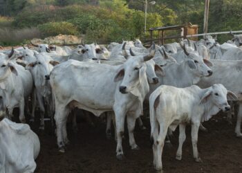 EU aprueba financiamiento por 165 mdd por gusano barrenador