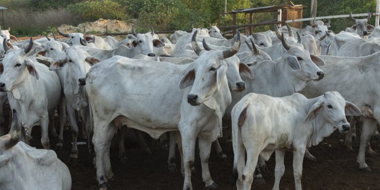 EU aprueba financiamiento por 165 mdd por gusano barrenador