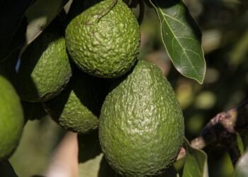 Italia, Bélgica y Grecia incrementan la demanda de kiwi amarillo orgánico