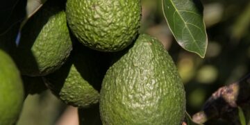 Italia, Bélgica y Grecia incrementan la demanda de kiwi amarillo orgánico