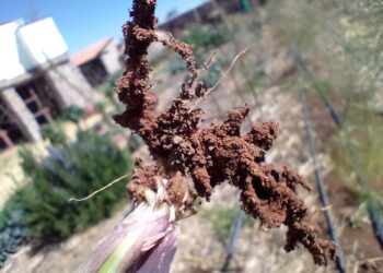 Biosoil: soluciones en favor de la naturaleza