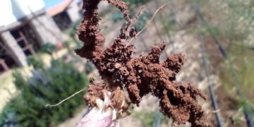 Biosoil: soluciones en favor de la naturaleza